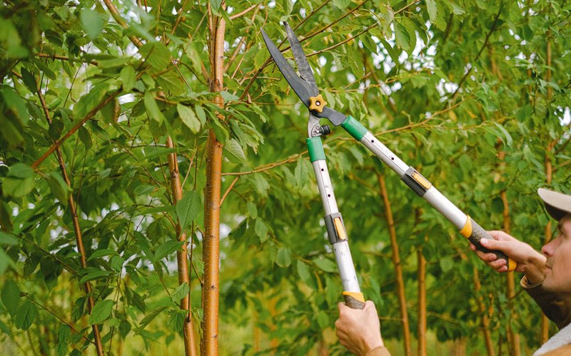 Tree trimming in Radom, IL